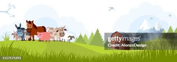 farm and domestic animals - livestock stock illustrations