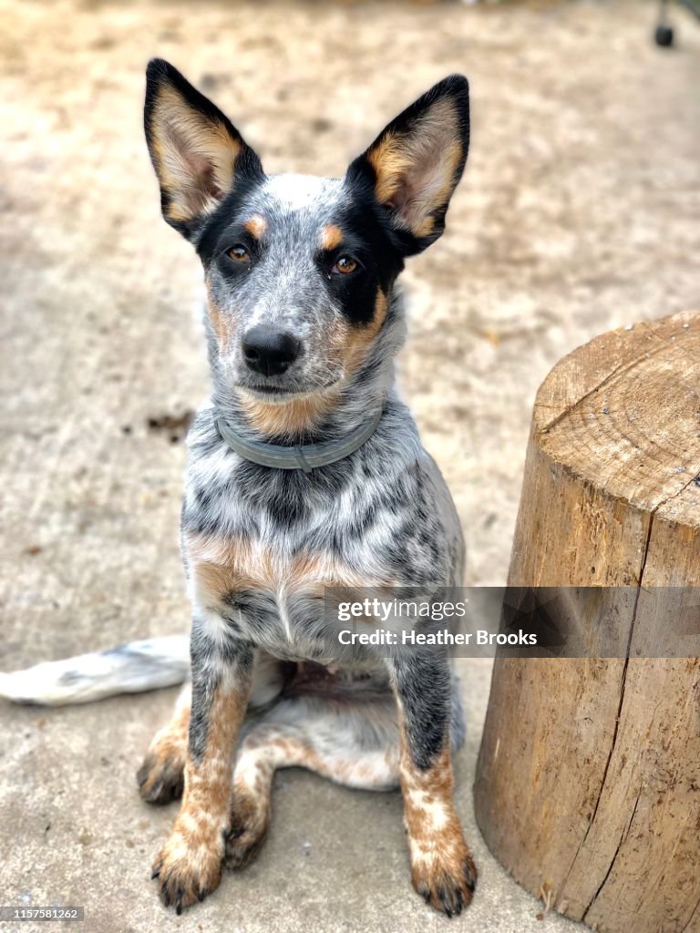 Blue Heeler Pup