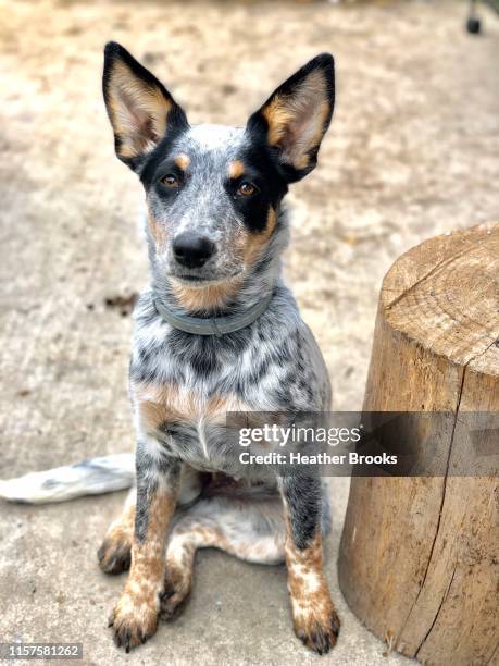 blue heeler pup - australian cattle dog stock pictures, royalty-free photos & images