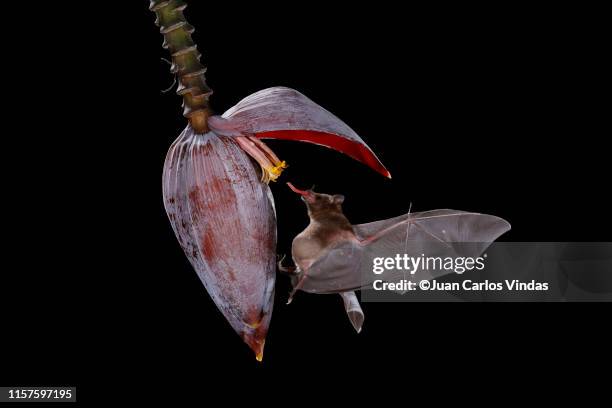 pallas's long-tongued bat (glossophaga soricina) - pollination stock pictures, royalty-free photos & images