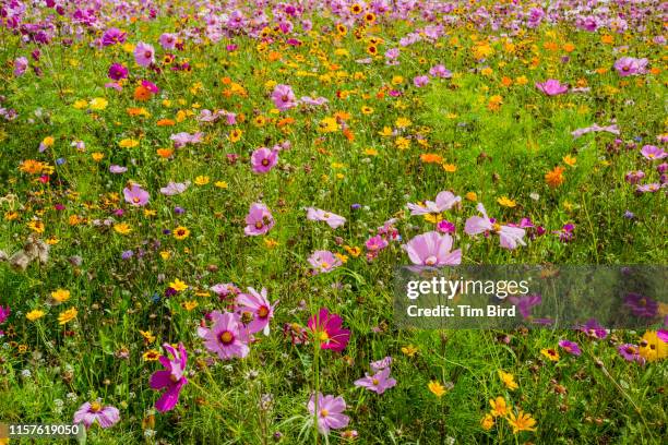 meadow in southern england. - wildblume stock-fotos und bilder