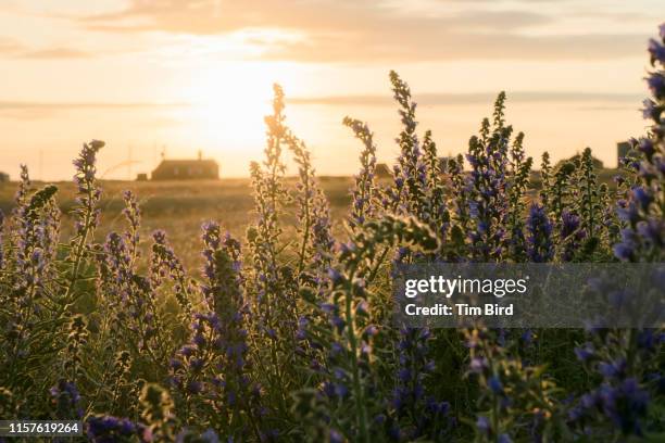 evening in dungeness uk southern england. - dungeness stock pictures, royalty-free photos & images