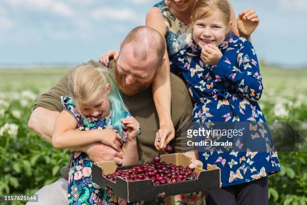beautiful dutch family at a cherry farm - family netherlands stock pictures, royalty-free photos & images