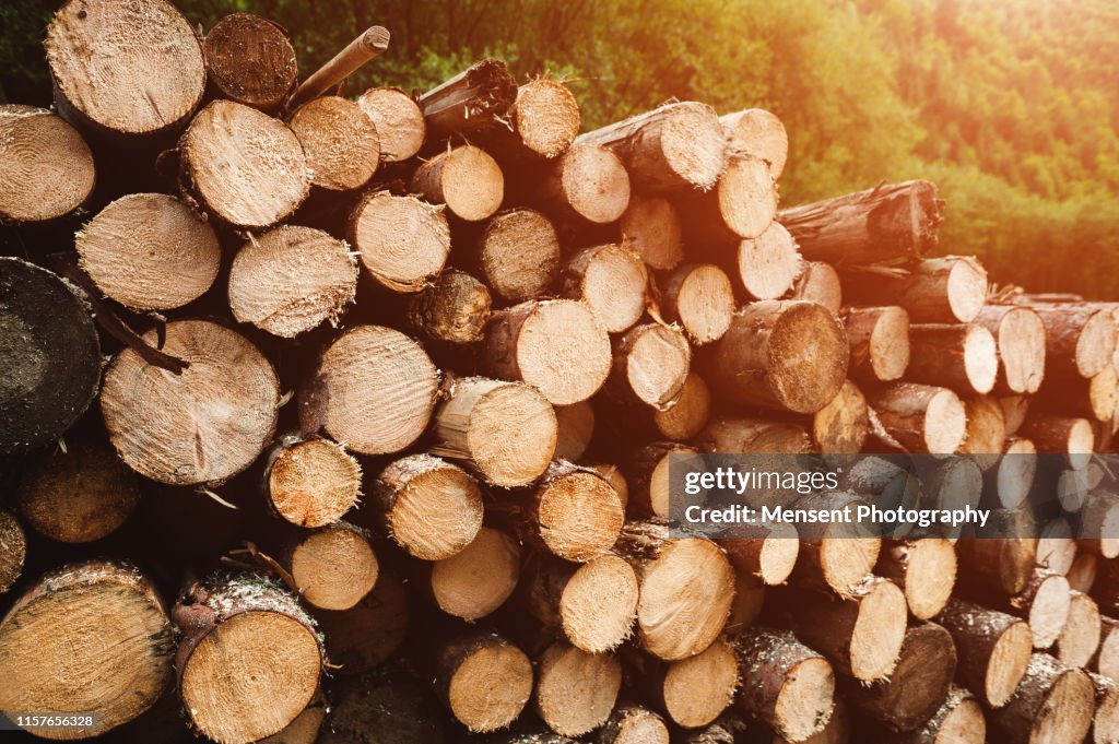 Log wood background