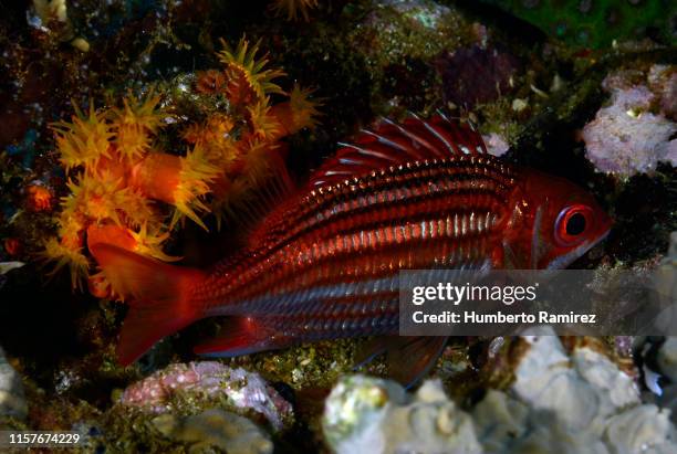 dusky squirrelfish. - squirrel fish stock-fotos und bilder