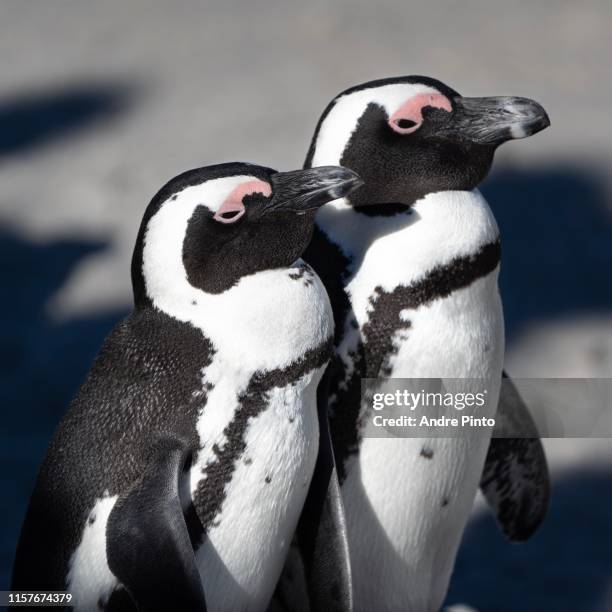 african penguins at boulders beach - african penguin stock pictures, royalty-free photos & images