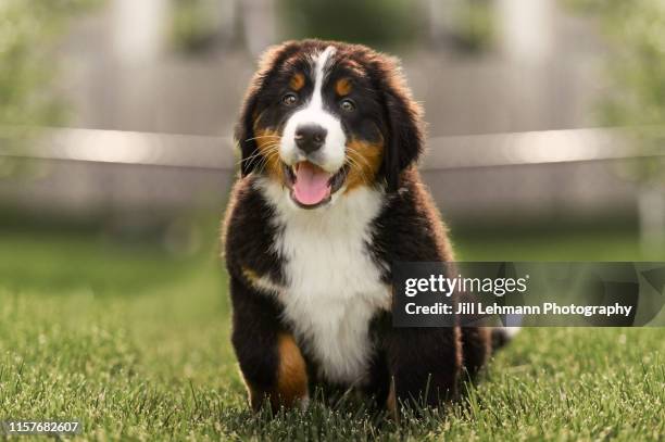 sweet bernese mountain dog puppy at 10 weeks old sits outside in grass - bernese mountain dog puppy stockfoto's en -beelden