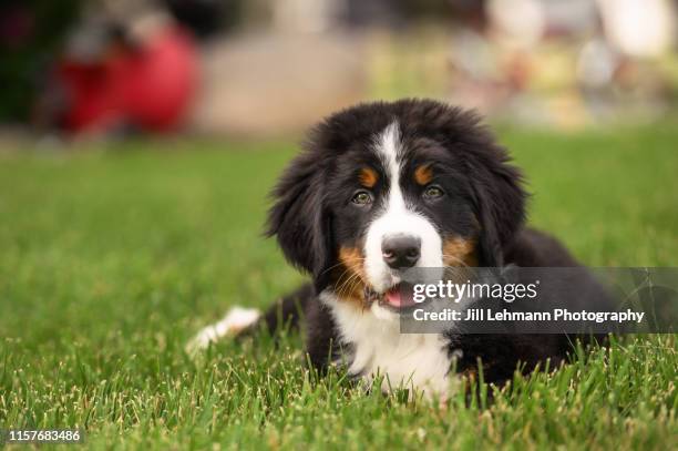 sweet bernese mountain dog puppy at 10 weeks old sits outside in grass - big dog little dog stock pictures, royalty-free photos & images