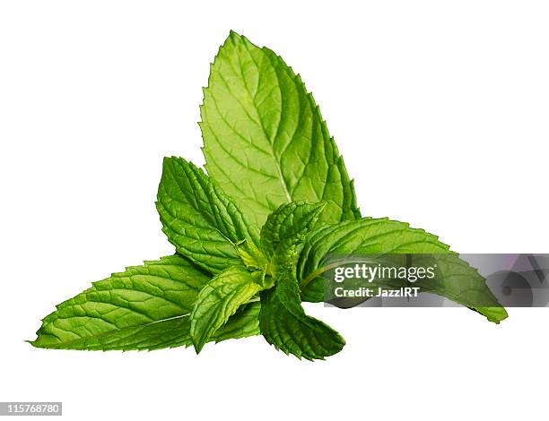 fresh mint leaves isolated on a white background - isolated twig stockfoto's en -beelden