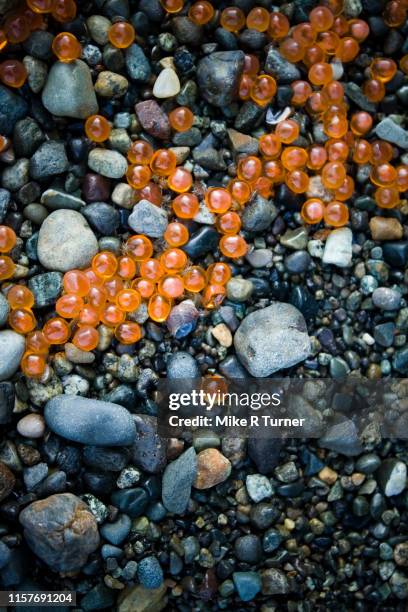 726 Salmon Eggs Stock Photos, High-Res Pictures, and Images