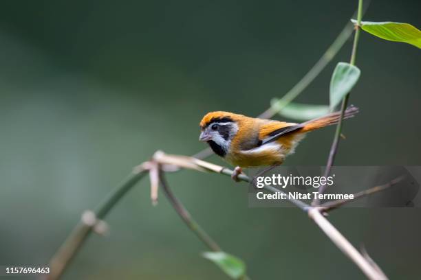 the black-eared parrotbill ( suthora beaulieui ) bird. found in real nature of north east thailand. - black bird with orange beak stock pictures, royalty-free photos & images