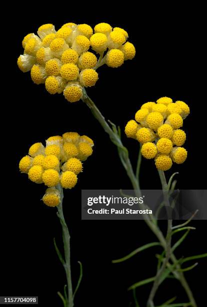 helichrysum stoechas (shrubby everlasting, flower of gold) - daisy family stock pictures, royalty-free photos & images