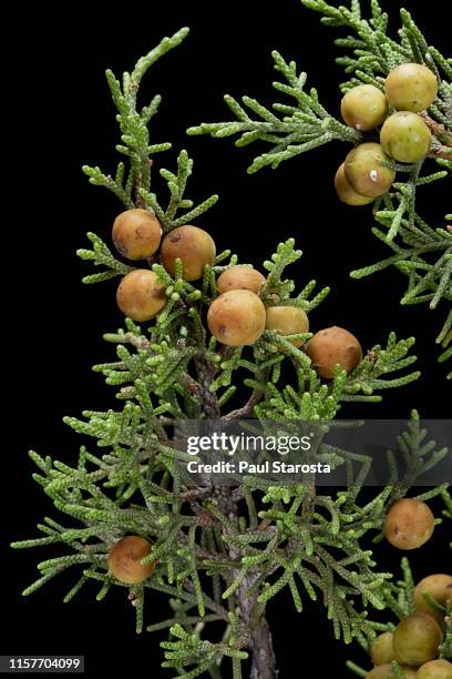 juniperus phoenicea (phoenicean juniper, arâr) - juniperus phoenicea stock pictures, royalty-free photos & images