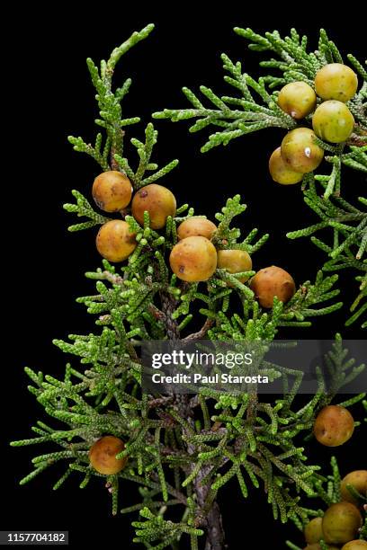 juniperus phoenicea (phoenicean juniper, arâr) - juniperus phoenicea stock pictures, royalty-free photos & images