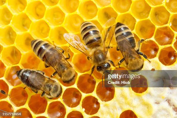 Bees Honey Comb Images – Browse 255,332 Stock Photos, Vectors, and