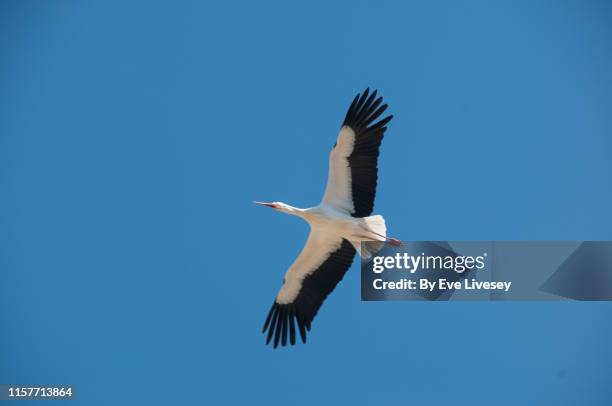 stork flying - storch stock-fotos und bilder