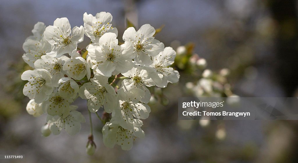 Spring Arrives In London - April 18, 2006