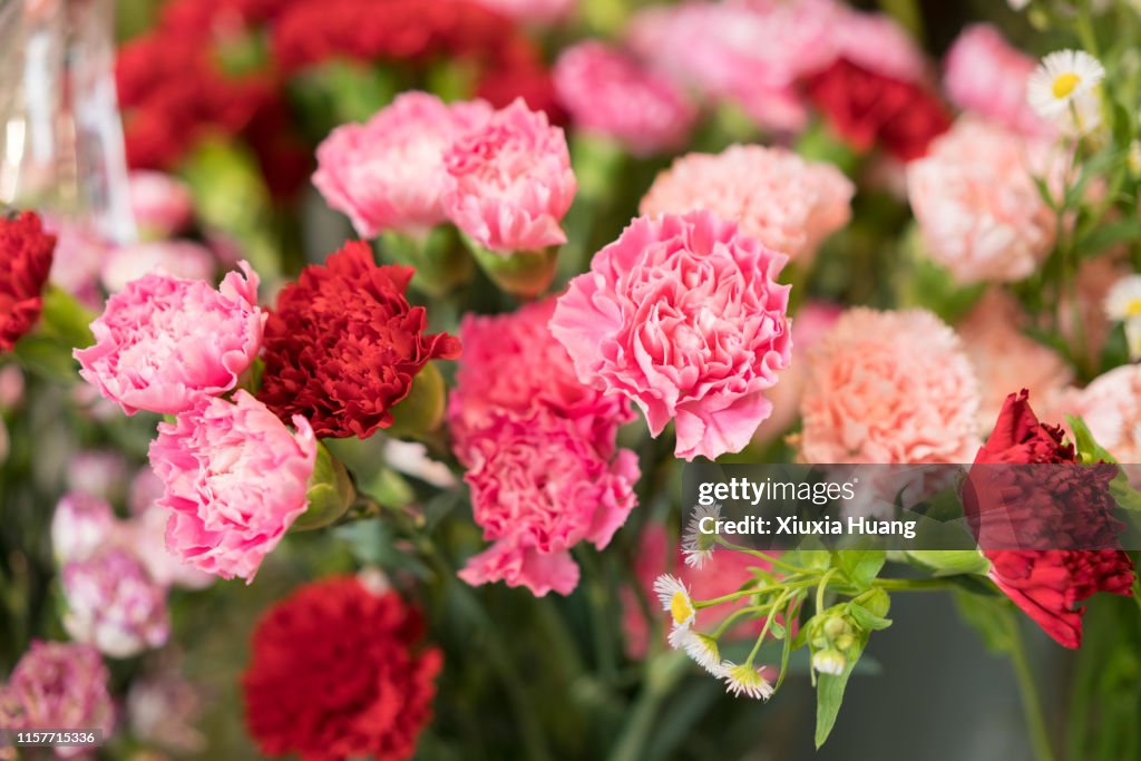 Pink carnation