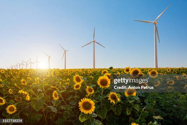 wind turbines in a field of sunflowers at sunset. green energy concept - wind turbines stock-fotos und bilder