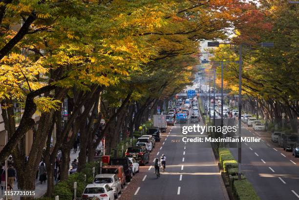 japanese zelkova trees along omotesando, shibuya, tokyo, japan - japanese zelkova stock pictures, royalty-free photos & images