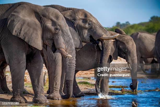 17,155 Animal Drinking Water Photos and Premium High Res Pictures - Getty Images 17,155 Animal Drinking Water Photos and Premium High Res Pictures - Getty Images