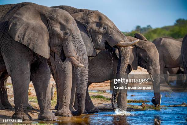 bem no meio de um rebanho de elefantes, botswana - moremi wildlife reserve - fotografias e filmes do acervo