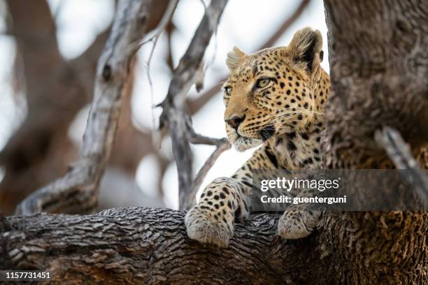 leopard in wildlife, okavango delta, botswana, africa - african leopard stock pictures, royalty-free photos & images