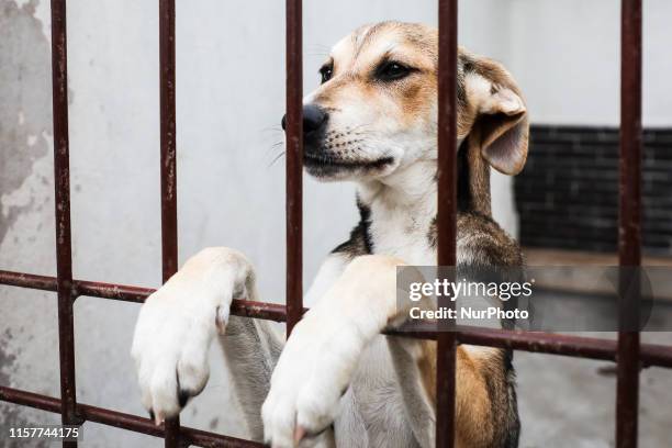 Puppy is seen in a cage at The Shelter for Homeless Animals in Krakow, Poland on 24 July, 2019. The shelter which was created in 1994 has a space for...