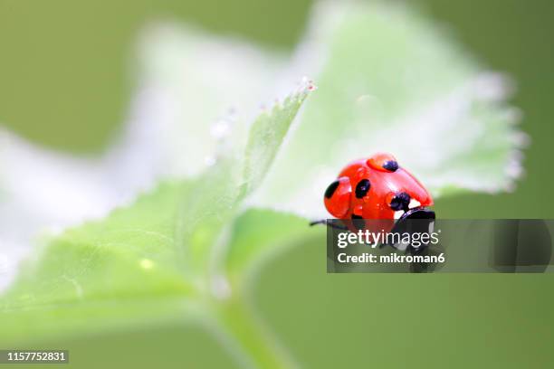 ladybirds natural environment - seven spot ladybird stock pictures, royalty-free photos & images