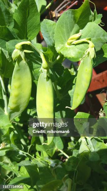 close-up of sweet-peas in garden - sweet peas stock-fotos und bilder