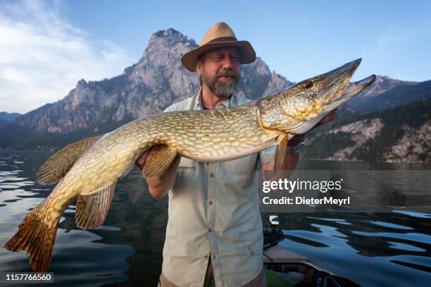 enjoy my leisure time - pike fishing at alpin lake - northern pike stock pictures, royalty-free photos & images