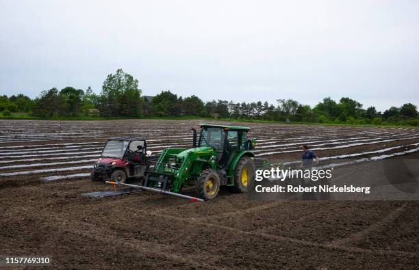 Farmer watches as a tractor lays down rows of plastic sheets which will hold seedlings of hemp plants for making CBD oil in Charlotte, Vermont on...