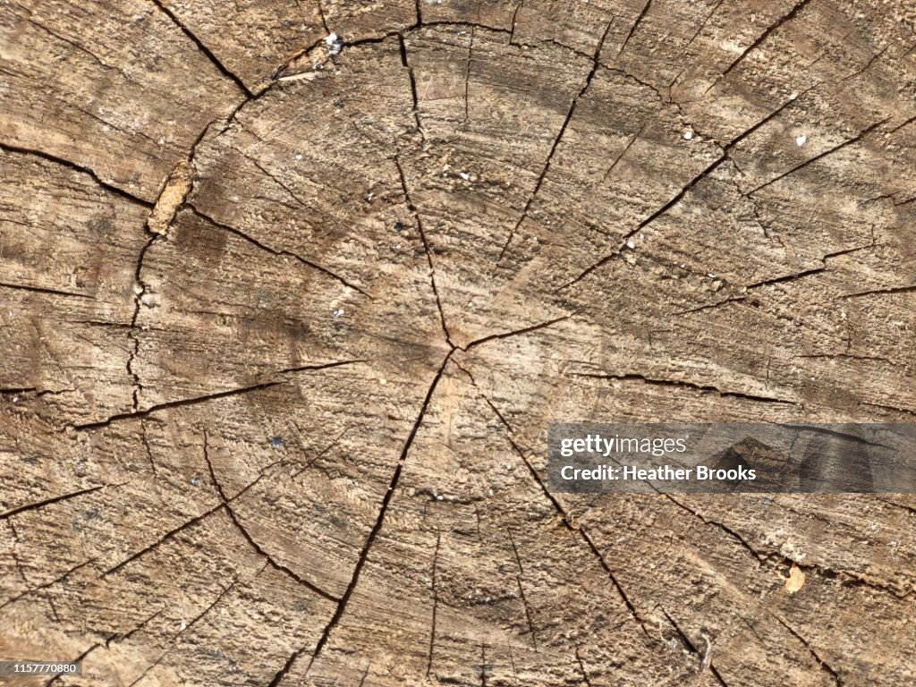 Wooden Circle