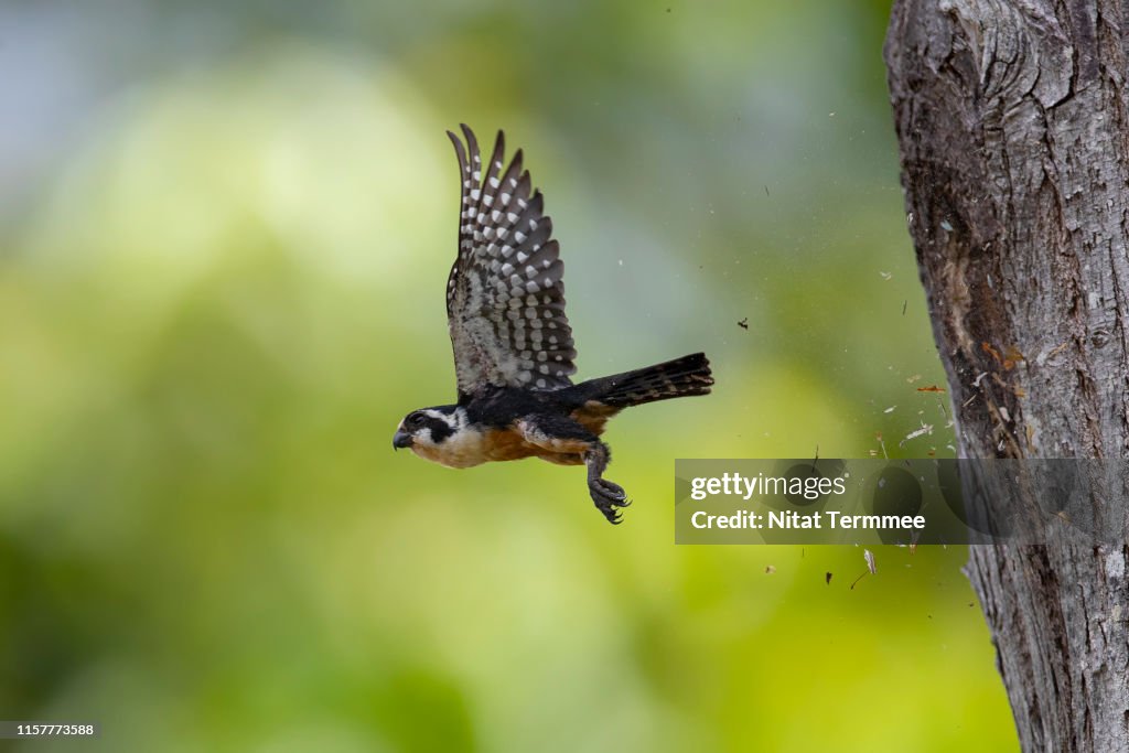 The Black-thighed Falconet ( Microhierax fringillarius ). Found in real nature of Thailand.