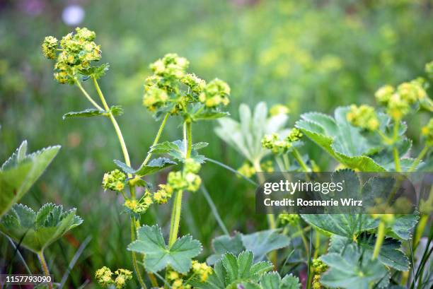 close-up of flowering lady's mantle - ladys mantle stockfoto's en -beelden