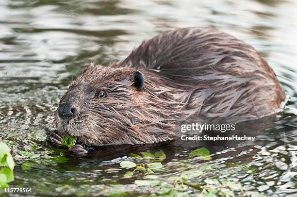 castoro canadese - beaver foto e immagini stock