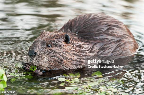 canadian beaver eating some foliage in a water stream - beaver stockfoto's en -beelden