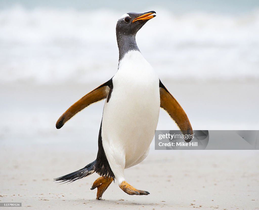 Gentoo penguin running on the beach