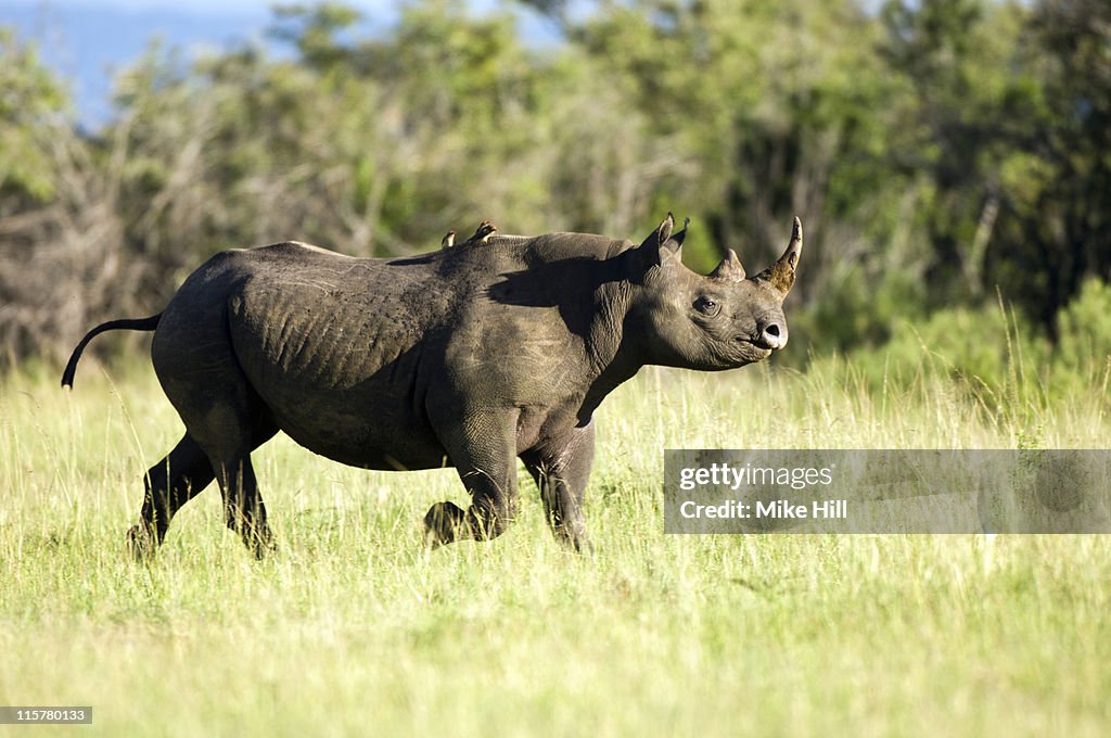 Black Rhinocerus running, Masai Mara Reserve