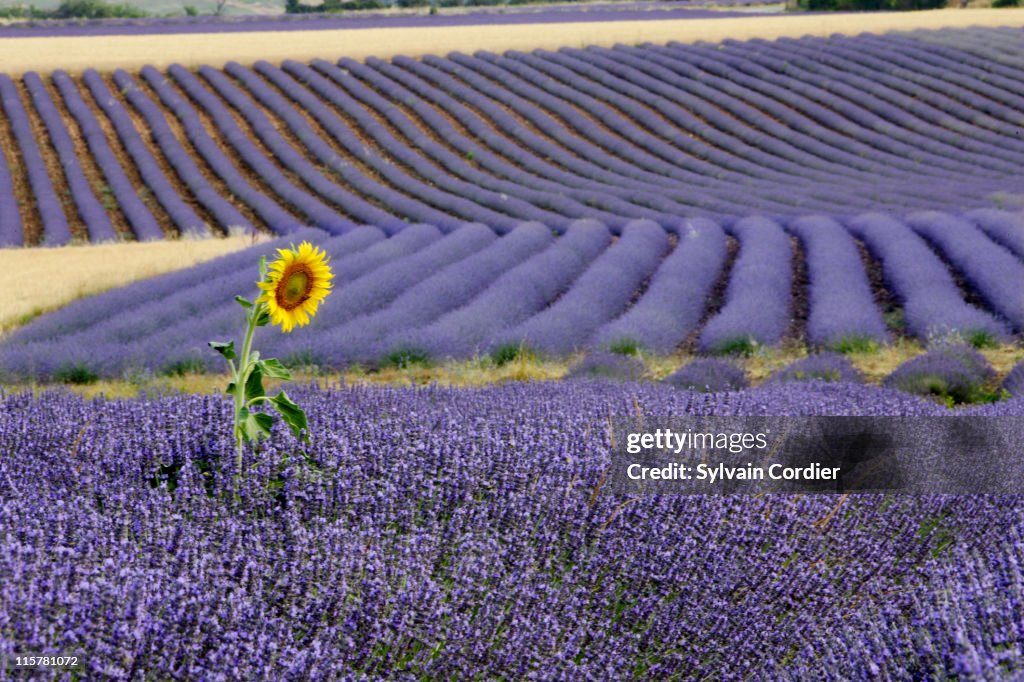 Lavender and sunflower