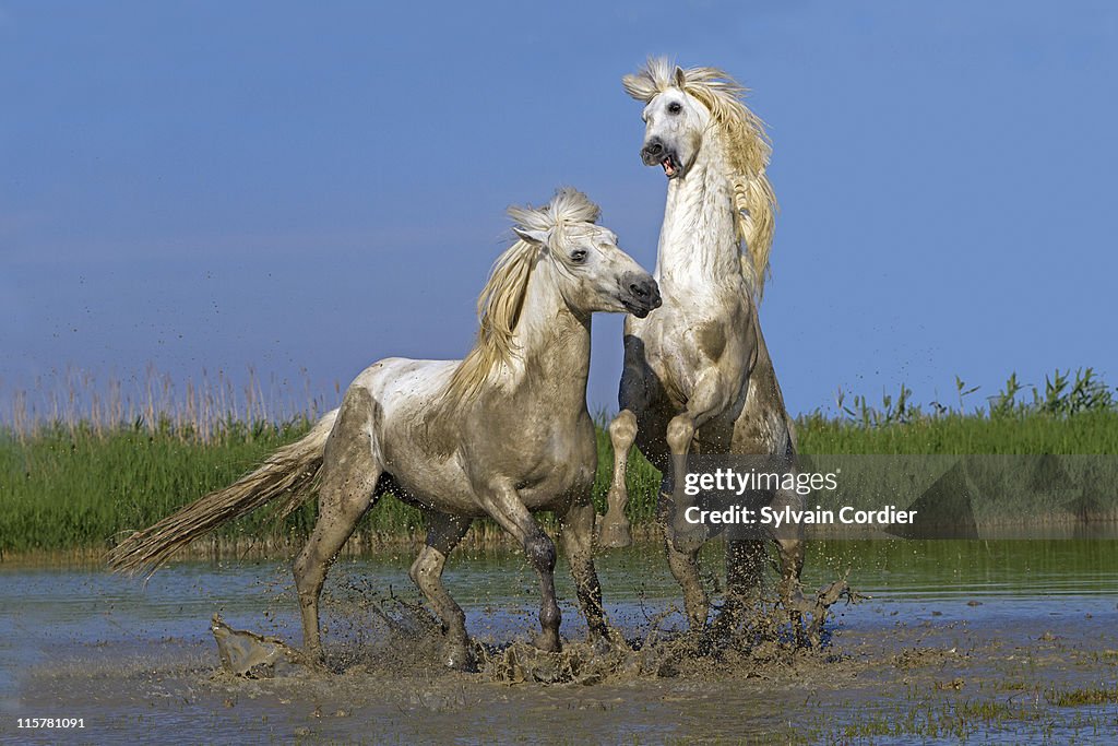 CAMARGUE HORSE