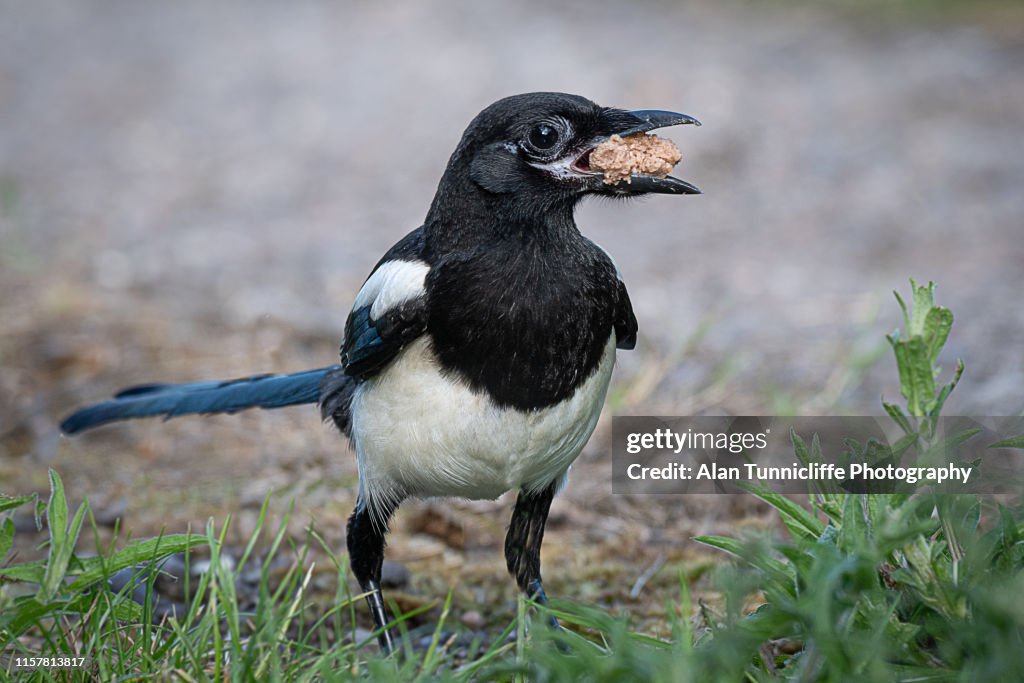 Greedy magpie
