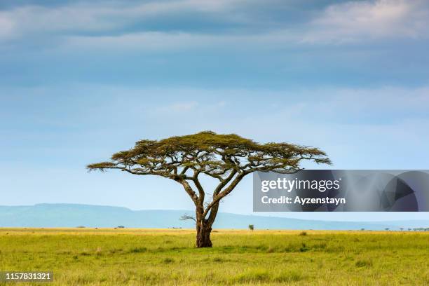 acacia tree at wild - acacia tree foto e immagini stock