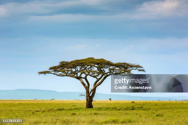 acacia tree at wild - savannah stock pictures, royalty-free photos & images