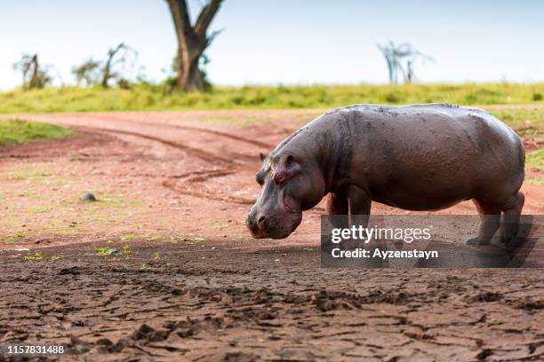 hippo at wild, walking on dirt road - hipopótamo imagens e fotografias de stock