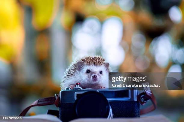 young hedgehog and camera in natural habitat. - hedge fund stock pictures, royalty-free photos & images