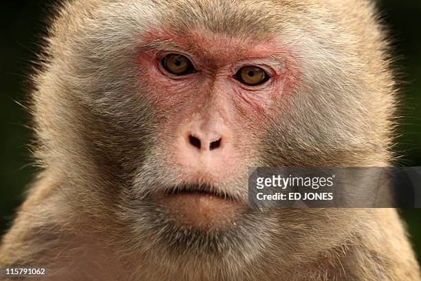 Rhesus macaque monkey look on as he drinks from a bottle in Hong Kong on April 30, 2011. Wildlife experts say monkeys come into conflict with humans...