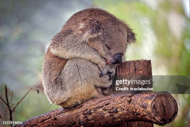 koala (phascolarctos cinereus) - koala stock-fotos und bilder