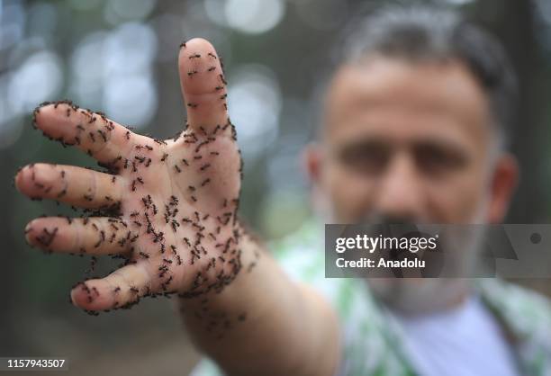 Close-up of red wood ants walking on a man's hand at Catacik Forests in Mihaliccik district of Turkey's Eskisehir province on July 25, 2019. Red wood...