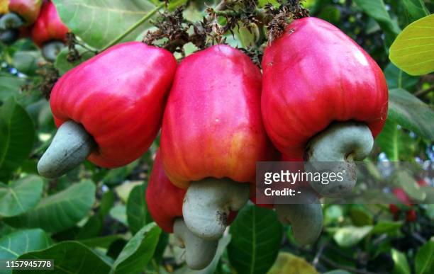 Cashews are picture on April 21, 2012 in a field in Kapa, near Farim. Guinea-Bissau was due a bumper cashew harvest this year but prices have halved...